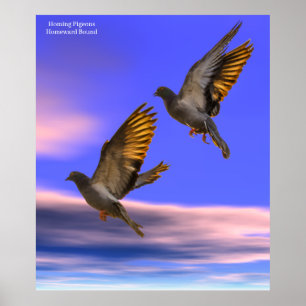 Homing Pigeon-bild för Poster