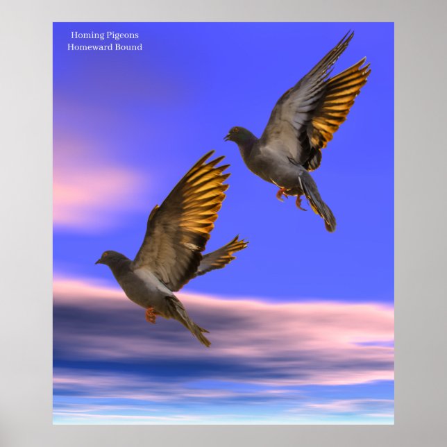 Homing Pigeon-bild för Poster (Framsidan)
