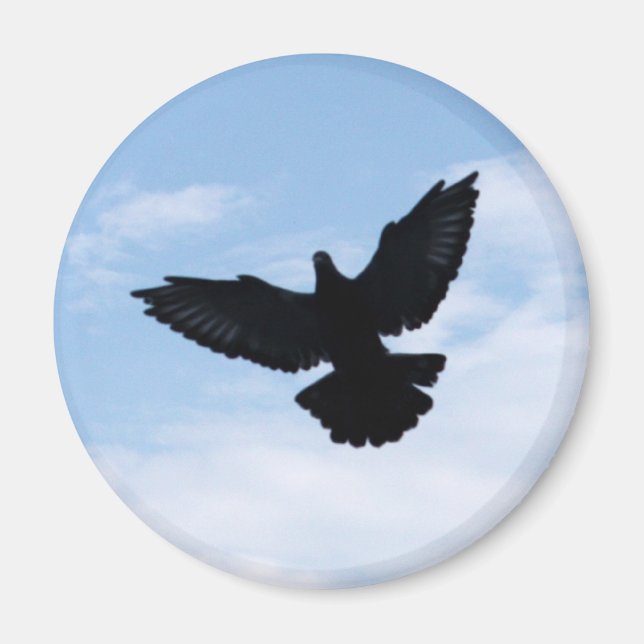 Homing Pigeon Coming Home Magnet (Framsidan)