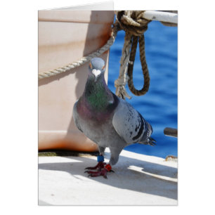 Homing Pigeon Hälsningskort
