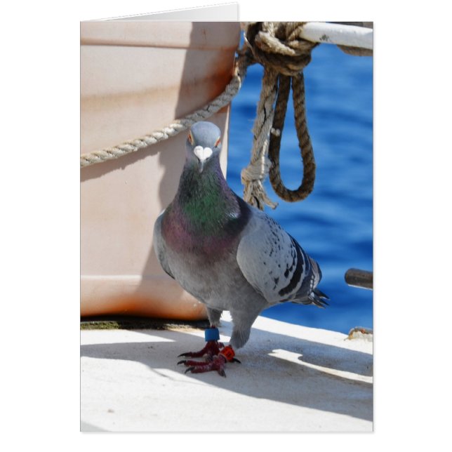 Homing Pigeon Hälsningskort (Framsidan)
