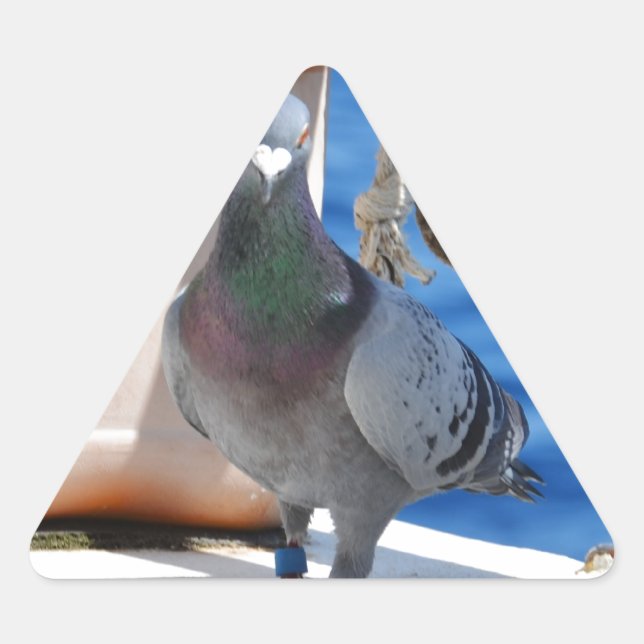 Homing Pigeon Triangelformat Klistermärke (Framsida)