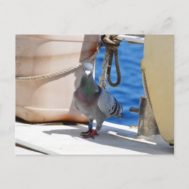 Homing Pigeon Vykort (Framsida)