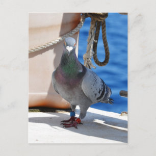 Homing Pigeon Vykort