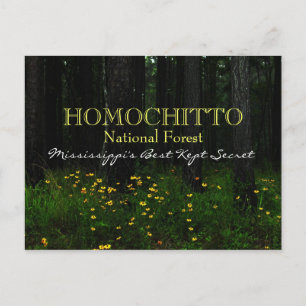 Homochitto National Forest - vykort för Mississipp