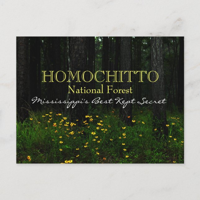 Homochitto National Forest - vykort för Mississipp (Framsida)