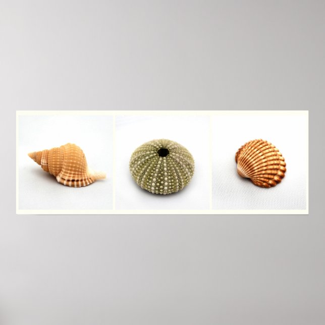 Hon Poster Seashells (Framsidan)
