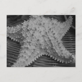 Hon säljer sjöceller vid kusten vykort