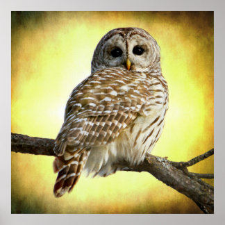 Hon ser höger i hjärtat av mig poster