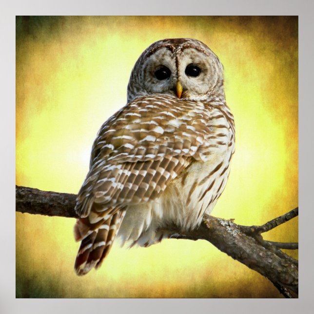 Hon ser höger i hjärtat av mig poster (Framsidan)