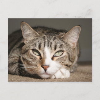 Hon som är känd, är Asien Vykort