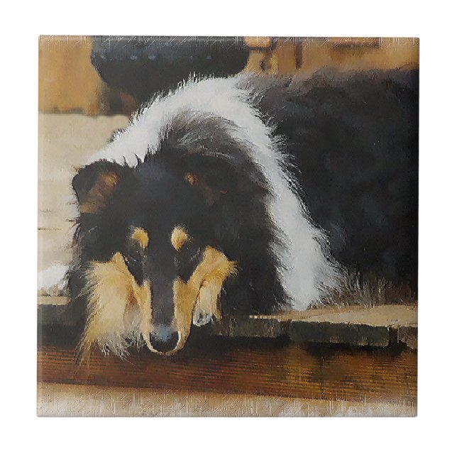 Hon Waits Tri Färg Collie Kakelplatta (Framsidan)