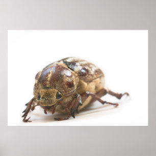 Hona av Polyphylla fullo beetle Poster