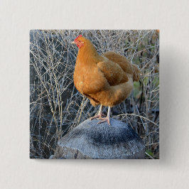 Höna knäppas knapp