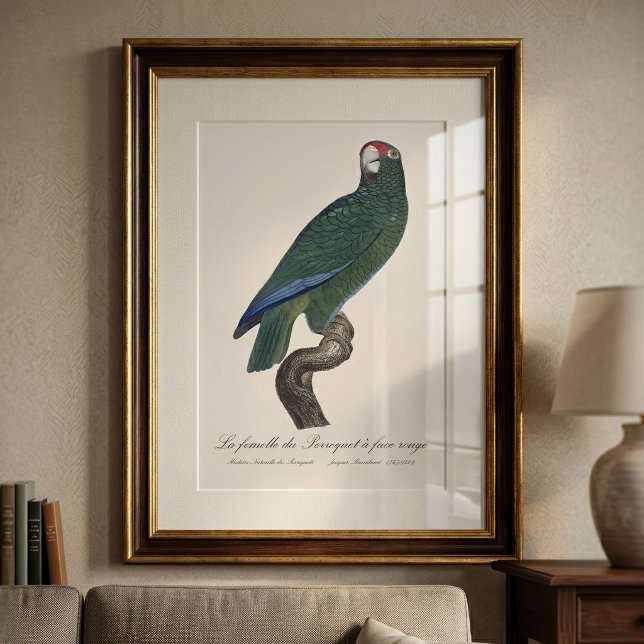 Hona Kubapapegoja, Amazona leucocephala Fototryck (Female Cuban Amazon Parrot, Amazona Leucocephala. Photo Print)