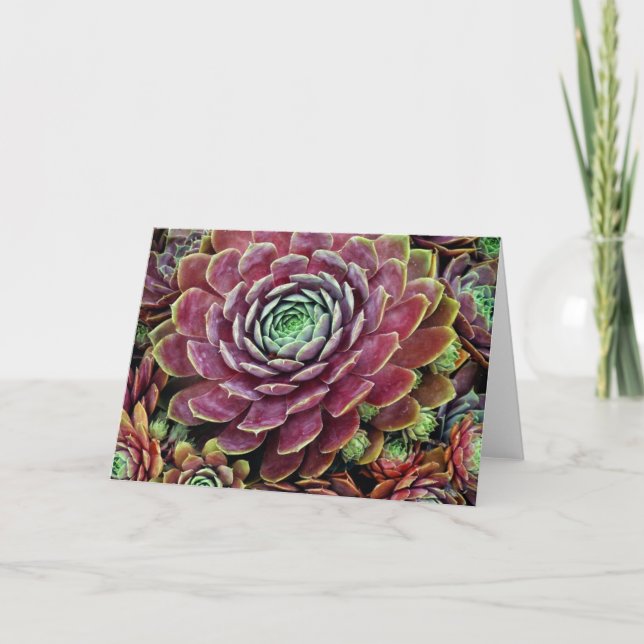 Höna och chickar kort (Framsida)