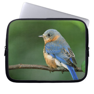 Hona Östlig blåfågel, Sialia sialis Laptop Sleeve