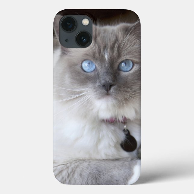 Hona Ragdoll Katt (Baksida)