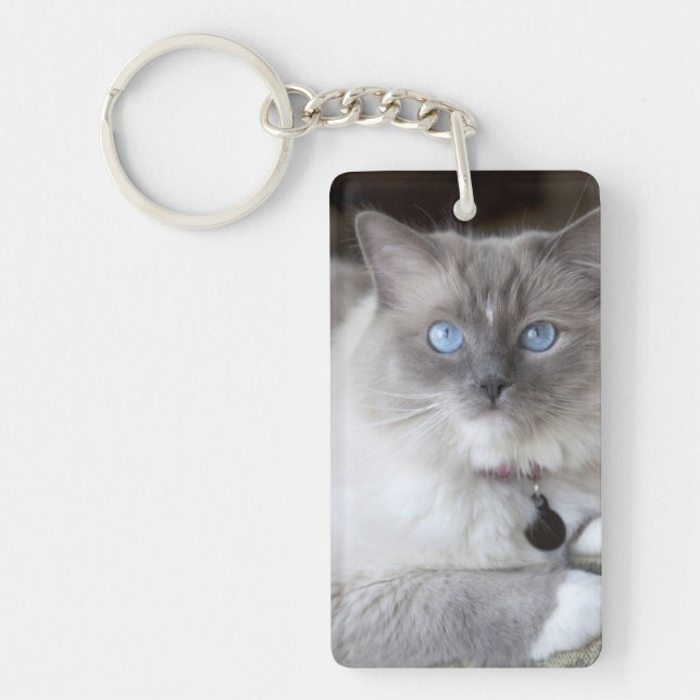 Hona Ragdoll Katt (Framsidan)