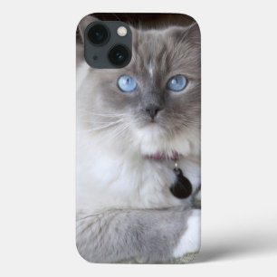 Hona Ragdoll Katt