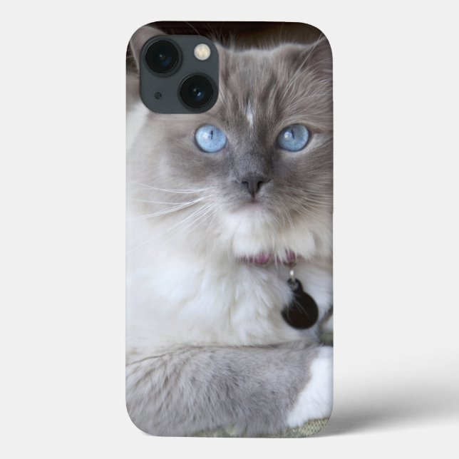 Hona Ragdoll Katt (Baksida)