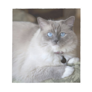 Hona Ragdoll Katt Anteckningsblock