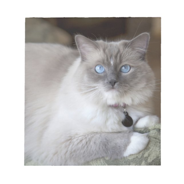 Hona Ragdoll Katt Anteckningsblock (Framsida)