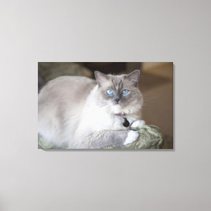 Hona Ragdoll Katt Canvastryck