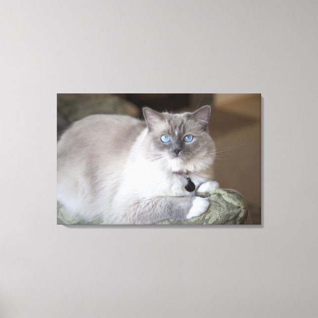 Hona Ragdoll Katt Canvastryck (Framsida)
