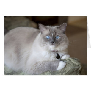 Hona Ragdoll Katt Hälsningskort