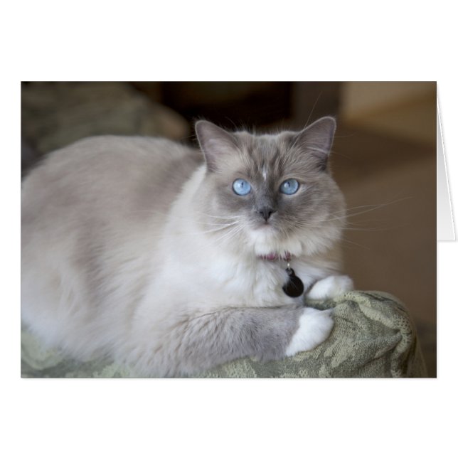 Hona Ragdoll Katt Hälsningskort (Framsidan Horizontal)