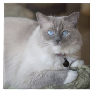 Hona Ragdoll Katt Kakelplatta