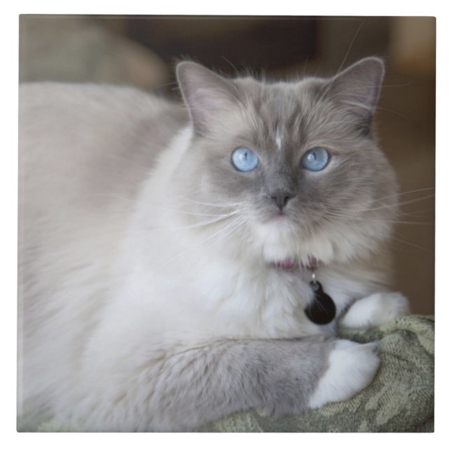 Hona Ragdoll Katt Kakelplatta (Framsidan)