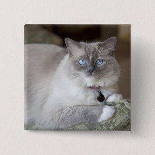 Hona Ragdoll Katt Knapp