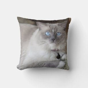 Hona Ragdoll Katt Kudde
