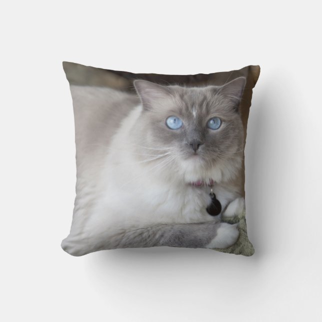 Hona Ragdoll Katt Kudde (Framsida)