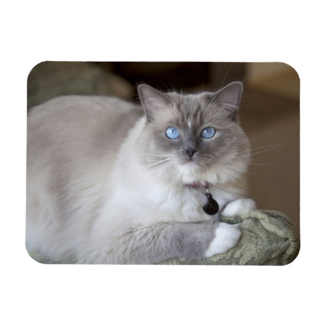 Hona Ragdoll Katt Magnet (Horisontell)