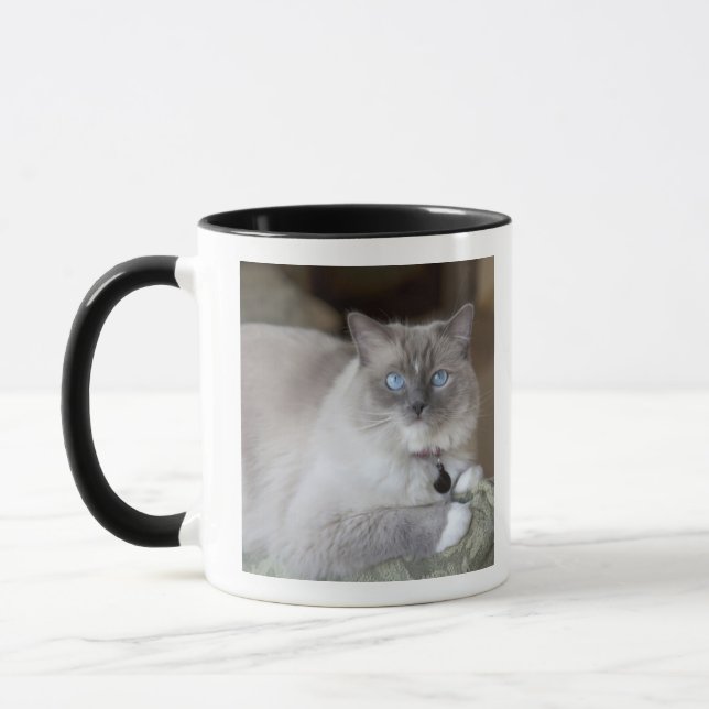 Hona Ragdoll Katt Mugg (Vänster)