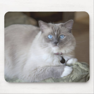Hona Ragdoll Katt Musmatta