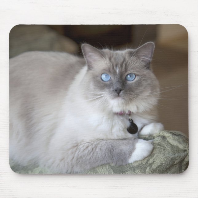 Hona Ragdoll Katt Musmatta (Framsidan)