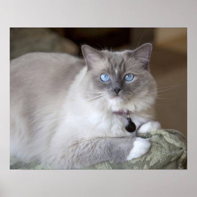 Hona Ragdoll Katt Poster (Framsidan)