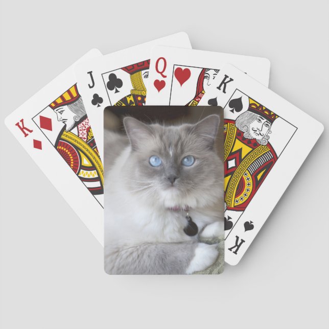 Hona Ragdoll Katt Spel Kort (Baksidan)