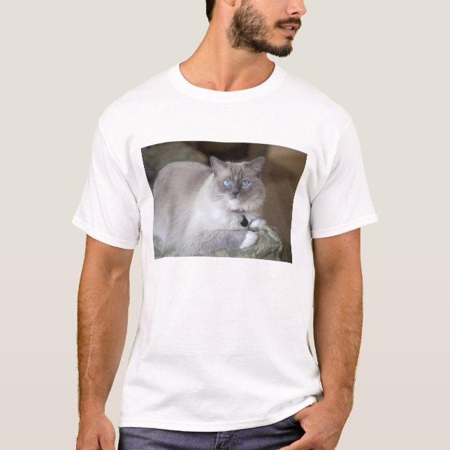Hona Ragdoll Katt T Shirt (Framsida)