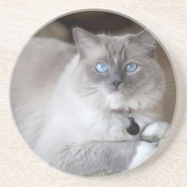 Hona Ragdoll Katt Underlägg Sandsten (Framsidan)