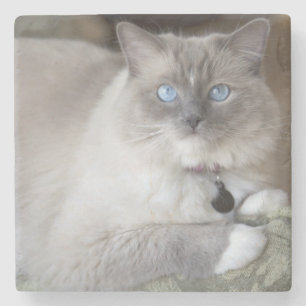 Hona Ragdoll Katt Underlägg Sten