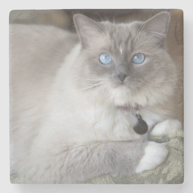 Hona Ragdoll Katt Underlägg Sten (Framsidan)