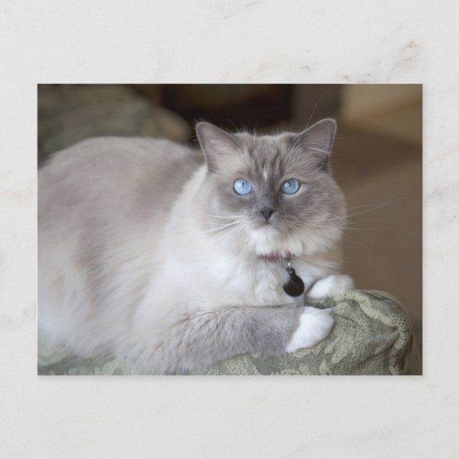 Hona Ragdoll Katt Vykort (Framsida)