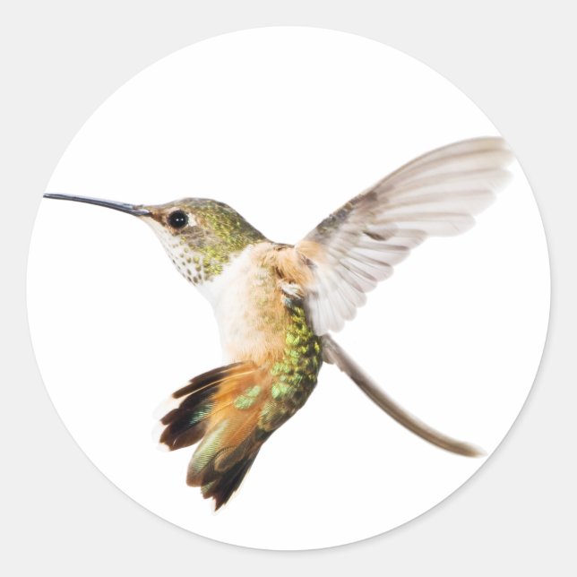 Honale Allens Hummingbird-dekal Runt Klistermärke (Framsida)
