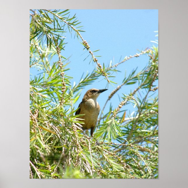 Honale Blackbird Grackle Poster (Framsidan)