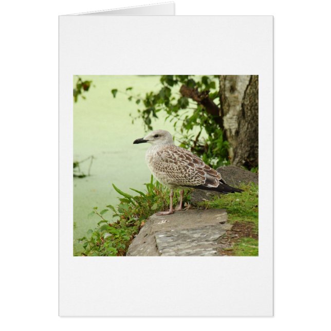 Honale Gull Hälsningskort (Framsidan)